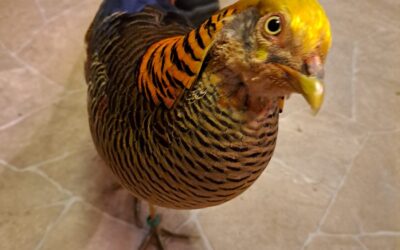 Vogelintelligenz und Training